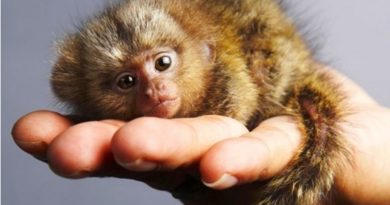 Pygmy Marmoset