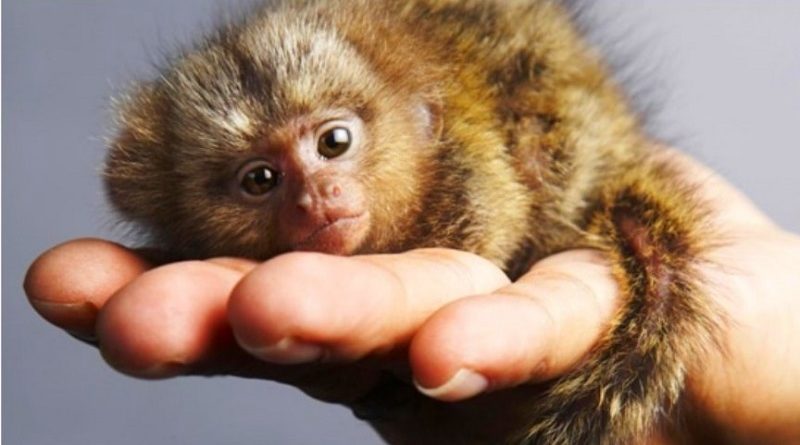 Pygmy Marmoset