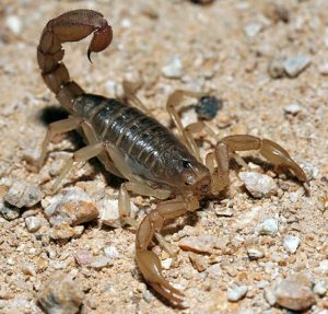 The Most Common Types of Scorpions in Arizona