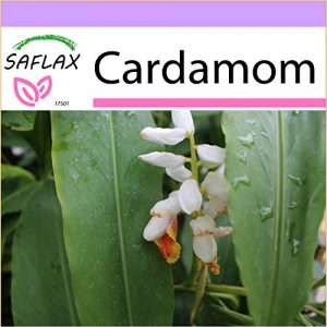 HOW TO GROW FLAVORFUL CARDAMOM IN YOUR HOME GARDEN