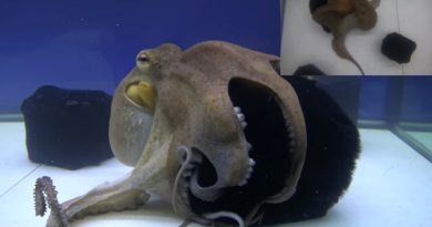 Curious Octopus Explores Different Surfaces