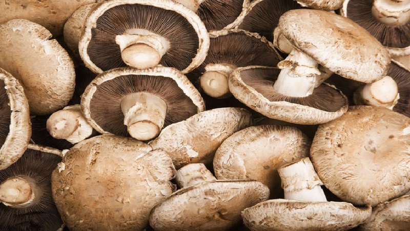 How To Grow Portobello Mushrooms The Appropriate Way To Do