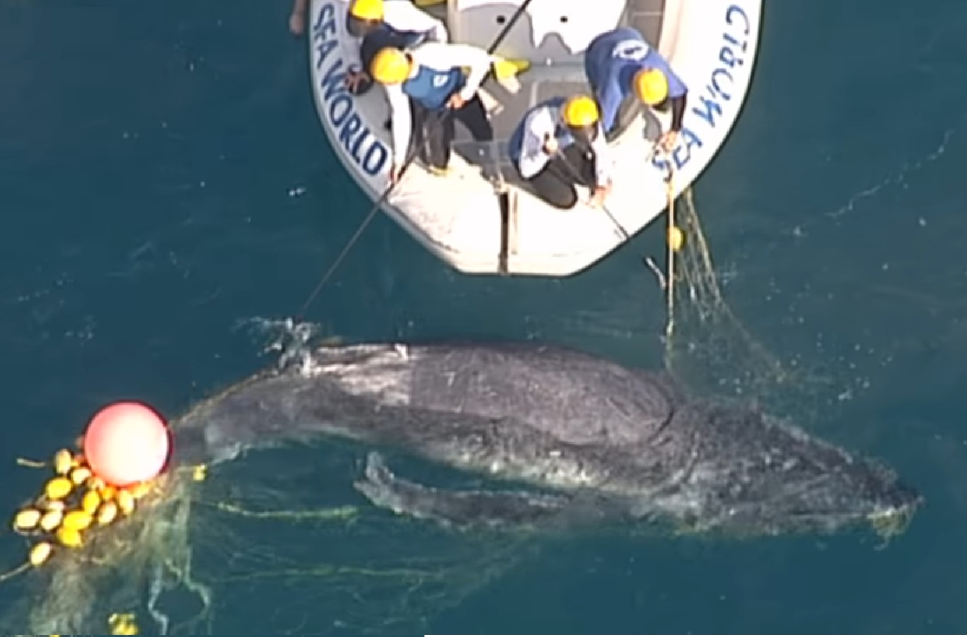 Humpback whale calf rescued off Australia's Gold Coast while mother