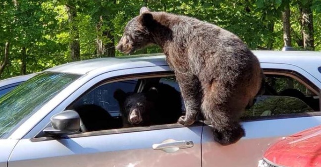 Family Of Bears