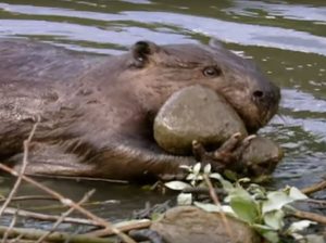 How & Why Do Beavers Build Dams? Ecosystem Engineers(Video)