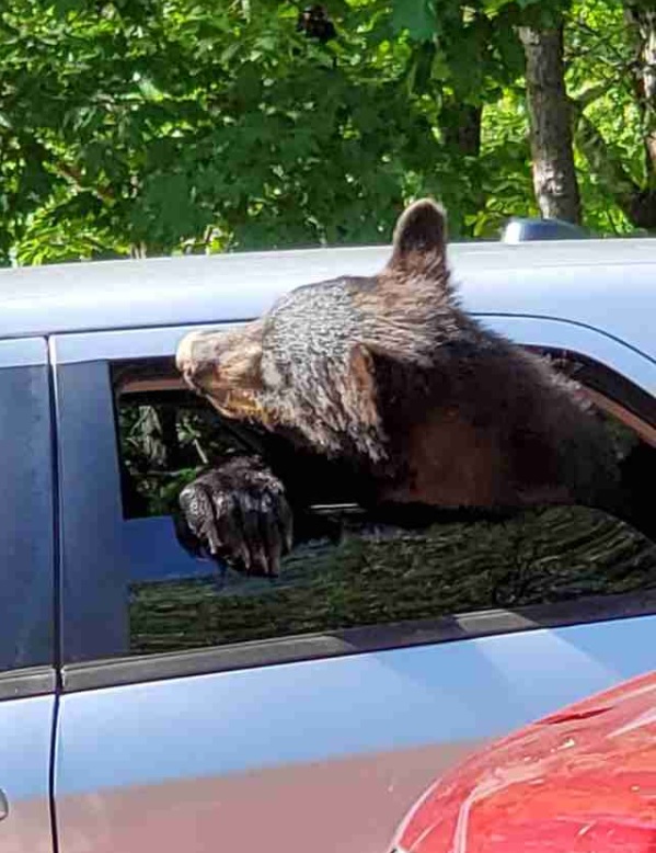 Family Of Bears