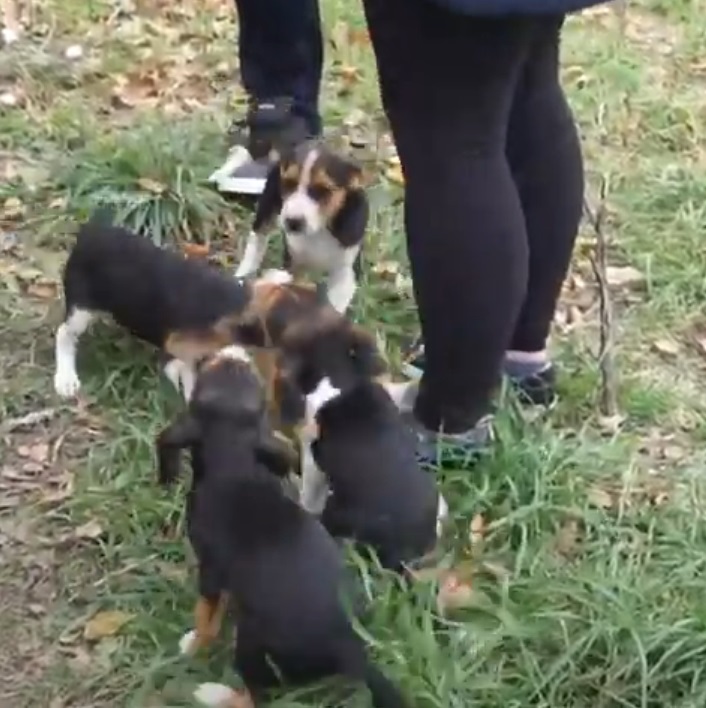 Tricolor Beagle Puppies