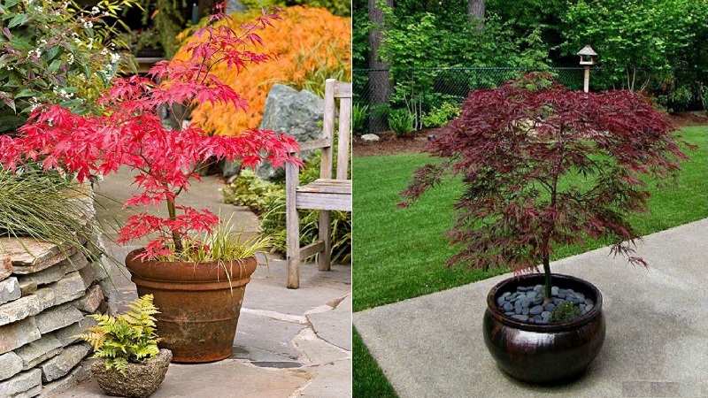 Growing Japanese Maples In Containers - Grоwing A Tree In A Cоntainer