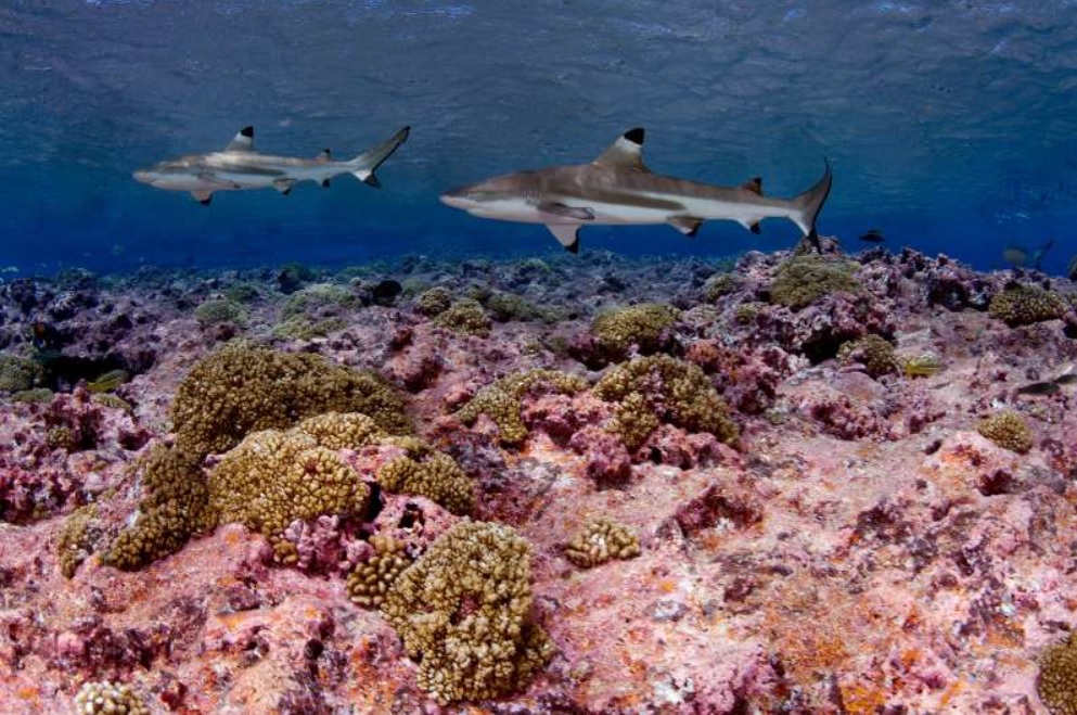 Reef Sharks Are In Major Decline Worldwide